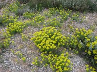 Haplophyllum patavinum 1, Saxifraga-Jasenka Topic