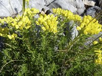 Haplophyllum patavinum 4, Saxifraga-Jasenka Topic