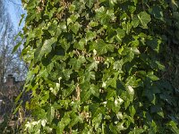 Hedera helix 44, Klimop, Saxifraga-Jan van der Straaten