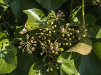 Hedera helix 46, Klimop, Saxifraga-Jan van der Straaten