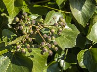 Hedera helix 47, Klimop, Saxifraga-Jan van der Straaten