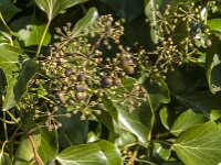 Hedera helix 50, Klimop, Saxifraga-Jan van der Straaten