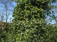 Hedera helix 53, Klimop, Saxifraga-Jan van der Straaten