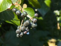 Hedera helix 55, Klimop, Saxifraga-Jan van der Straaten