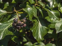 Hedera helix 56, Klimop, Saxifraga-Jan van der Straaten