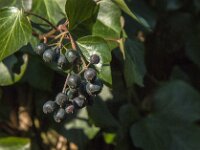 Hedera helix 57, Klimop, Saxifraga-Jan van der Straaten
