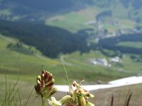 Hedysarum hedysaroides 3, Saxifraga-Jeroen Willemsen