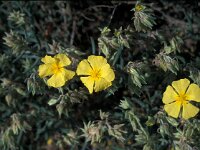 Helianthemum almeriense