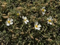 Helianthemum almeriense 4, Saxifraga-Jan van der Straaten