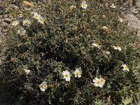 Helianthemum almeriense 5, Saxifraga-Jan van der Straaten