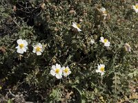 Helianthemum almeriense 6, Saxifraga-Willem van Kruijsbergen