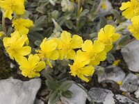 Helianthemum alpestre, Alpine Sun-rose