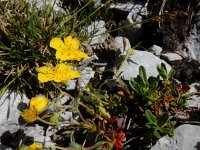 Helianthemum alpestre 4, Saxifraga-Ed Stikvoort
