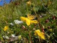 Helianthemum alpestre 6, Saxifraga-Ed Stikvoort