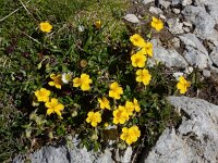 Helianthemum alpestre 7, Saxifraga-Ed Stikvoort