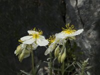 Helianthemum apenninum, White Rock-rose