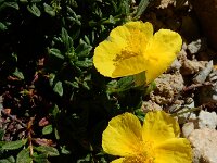 Helianthemum apenninum ssp urrielense 38, Saxifraga-Ed Stikvoort : Espinama - Fuente Dé - Regugio de Aliva s9900