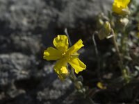 Helianthemum canum, Hoary Rock-rose