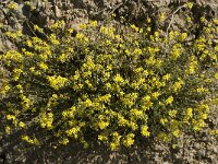 Helianthemum canum 12, Saxifraga-Jan van der Straaten