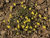 Helianthemum canum 15, Saxifraga-Jan van der Straaten