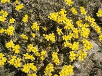 Helianthemum canum 16, Saxifraga-Jan van der Straaten