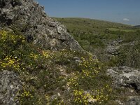 Helianthemum canum 17, Saxifraga-Jan van der Straaten