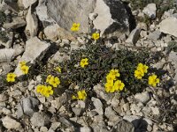 Helianthemum canum 19, Saxifraga-Willem van Kruijsbergen