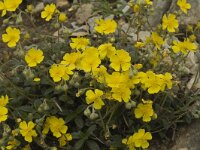 Helianthemum canum 2, Saxifraga-Jan van der Straaten