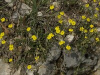 Helianthemum canum 5, Saxifraga-Willem van Kruijsbergen