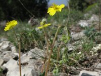 Helianthemum canum 9, Saxifraga-Rutger Barendse