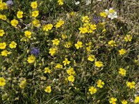 Helianthemum canum ssp canum 10,  Saxifraga-Willem van Kruijsbergen