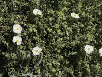 Helianthemum croceum 1, Saxifraga-Jan van der Straaten