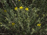 Helianthemum hirtum 1, Saxifraga-Willem van Kruijsbergen