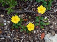 Helianthemum marifolium