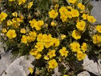 Helianthemum nummularium, Common Rock-rose