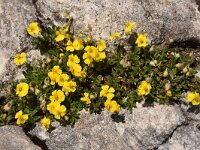 Helianthemum nummulariifolium ssp obscurum 37, Saxifraga-Harry Jans  Helianthemum nummulariifolium ssp. obscurum