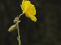 Helianthemum nummularium 2, Geel zonneroosje, Saxifraga-Jan van der Straaten