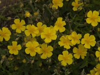 Helianthemum nummularium 28, Geel zonneroosje, Saxifraga-Jan van der Straaten