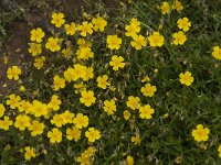 Helianthemum nummularium 29, Geel zonneroosje, Saxifraga-Jan van der Straaten