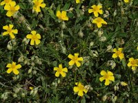 Helianthemum nummularium 3, Geel zonneroosje, Saxifraga-Marijke Verhagen