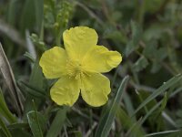 Helianthemum nummularium 30, Geel zonneroosje, Saxifraga-Willem van Kruijsbergen