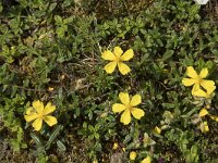 Helianthemum nummularium 31, Geel zonneroosje, Saxifraga-Willem van Kruijsbergen