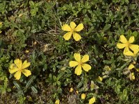 Helianthemum nummularium 32, Geel zonneroosje, Saxifraga-Willem van Kruijsbergen