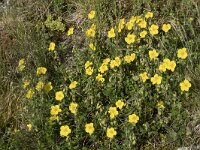 Helianthemum nummularium 33, Geel zonneroosje, Saxifraga-Willem van Kruijsbergen