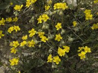 Helianthemum nummularium 4, Geel zonneroosje, Saxifraga-Jan van der Straaten