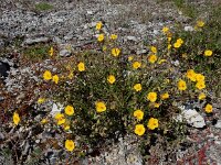 Helianthemum nummularium 40, Geel zonneroosje, Saxifraga-Ed Stikvoort