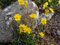 Helianthemum nummularium 41, Geel zonneroosje, Saxifraga-Ed Stikvoort