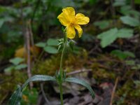 Helianthemum nummularium 42, Geel zonneroosje, Saxifraga-Ed Stikvoort