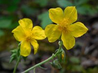 Helianthemum nummularium 43, Geel zonneroosje, Saxifraga-Ed Stikvoort