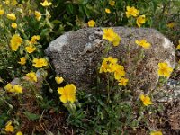 Helianthemum nummularium 45, Geel zonneroosje, Saxifraga-Ed Stikvoort